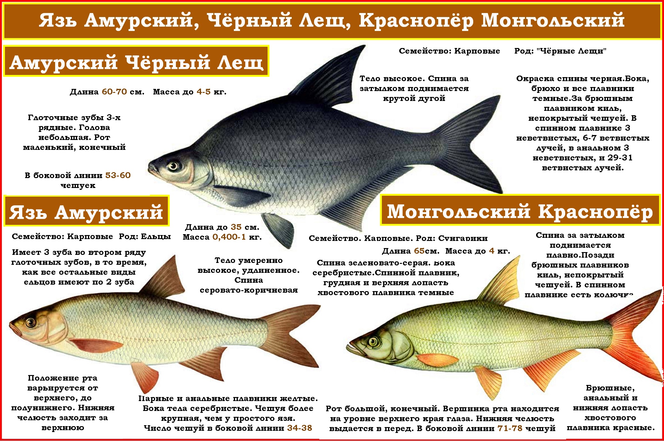 Язь Амурский, Краснопер Монгольский, Амурский Черный Лещ.jpg