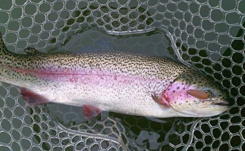 Рыбхоз "Сенеж". Открытие Trout Area 2015.
