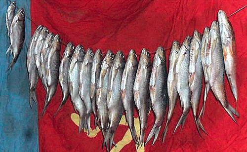 Вяленая рыба