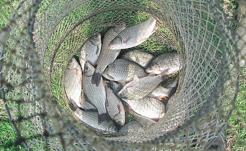 Кукушка