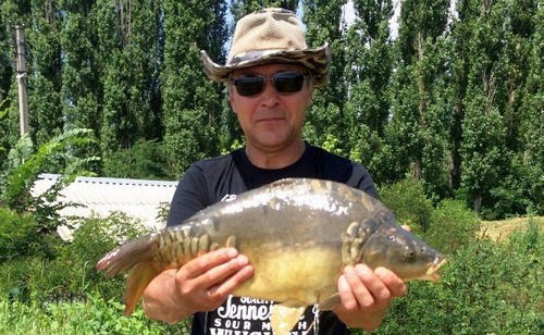 Карп зеркальный