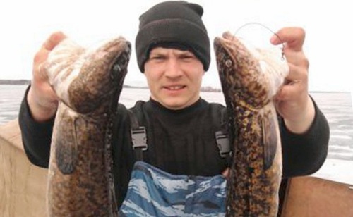 Рыбалка на налима