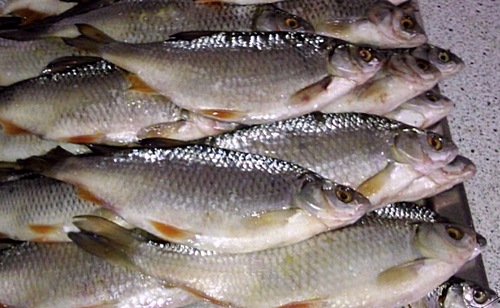 Сорога
