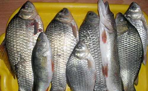 Река Рыча, Астрахань