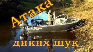 Высшая акробатика в исполнении щукарей