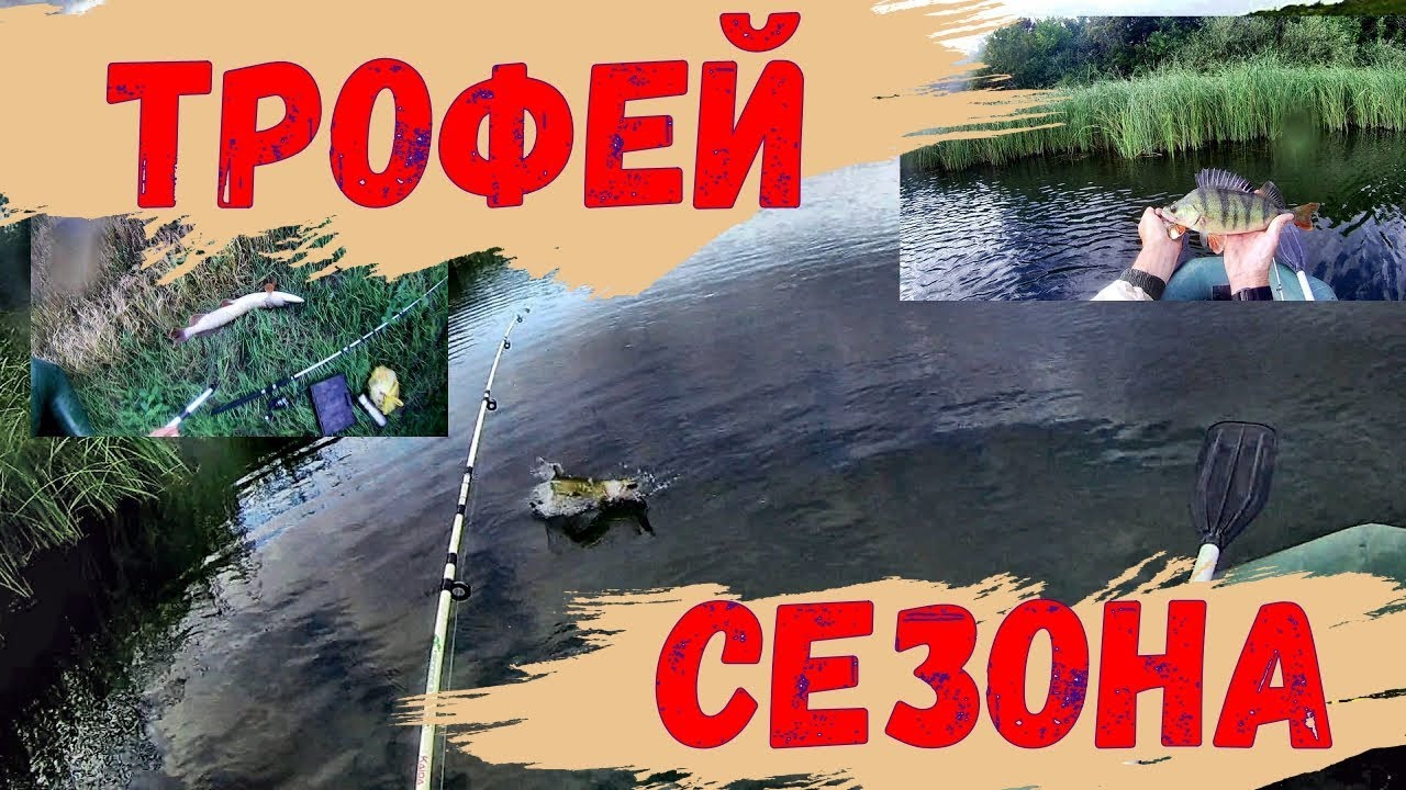 Трофейная щука в августе в ветер на спиннинг