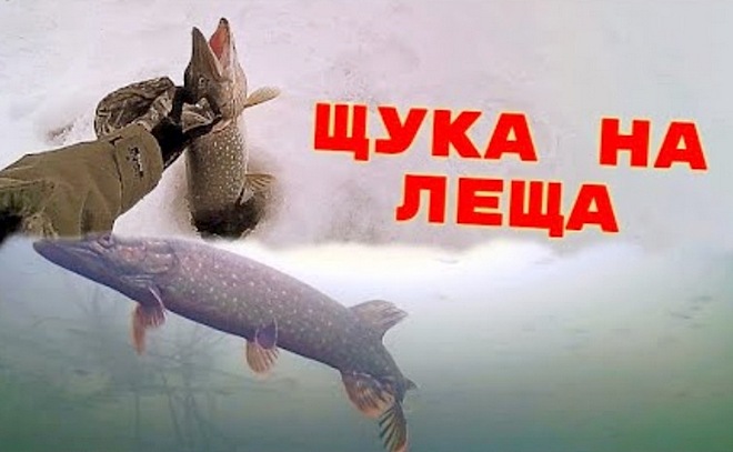Реакция щуки на леща! Подводная съёмка на зимней рыбалке.