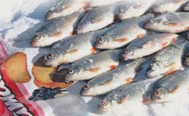 Безмотылка на плотву. Сырный кубик.
