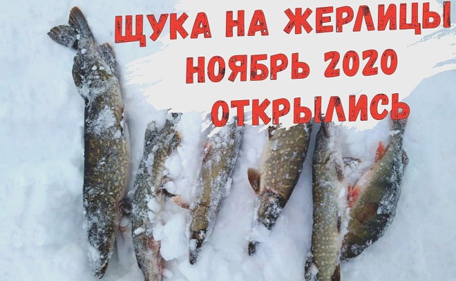 За щукой на жерлицы. Ноябрь 2020.