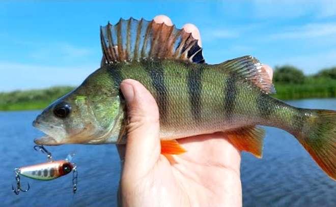 Ловля окуня на Sprut Taburo Trout 35S