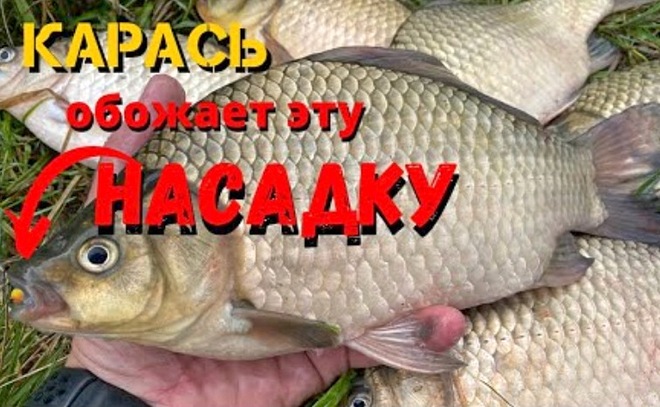 Убойная прикормка на карася и другую мирную рыбу