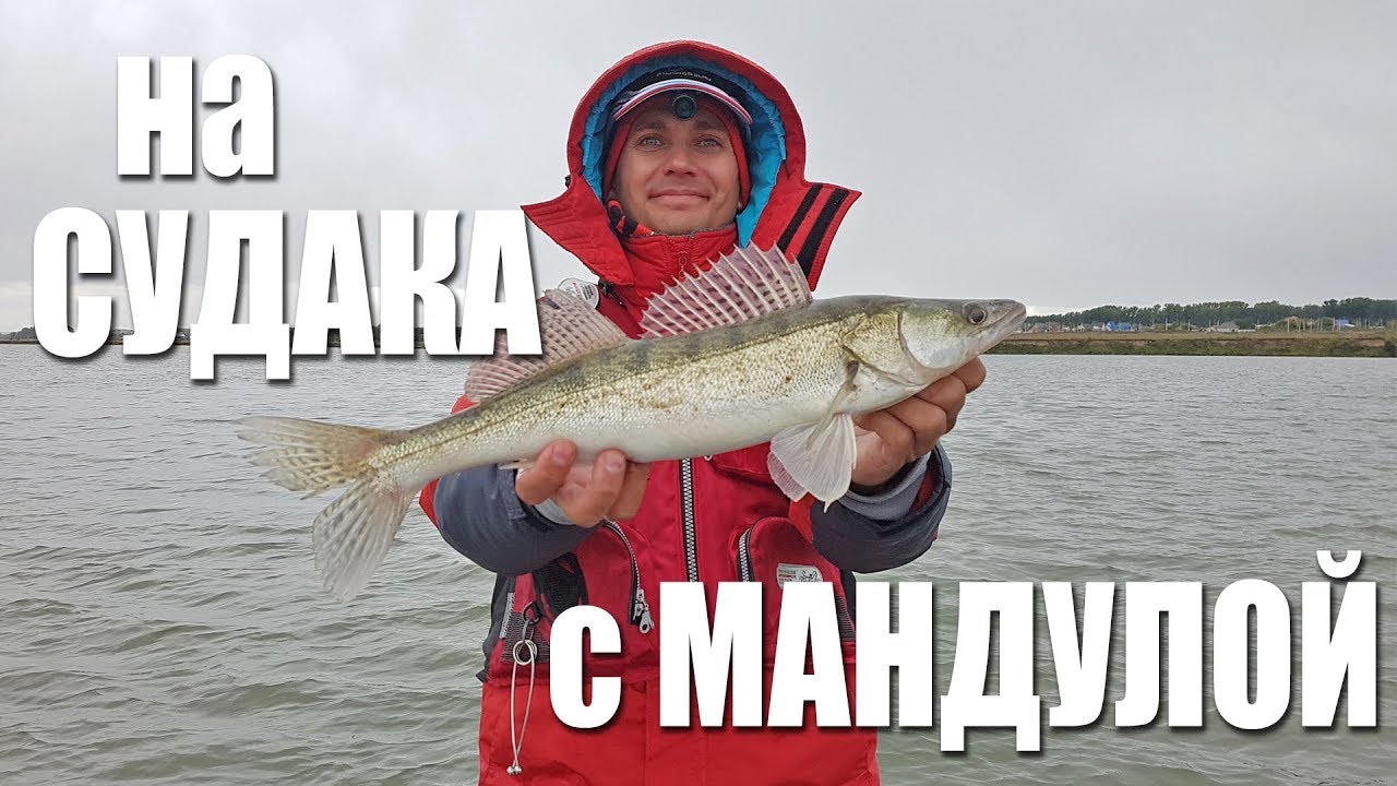 Косим судаков на водохранилище с мандулой