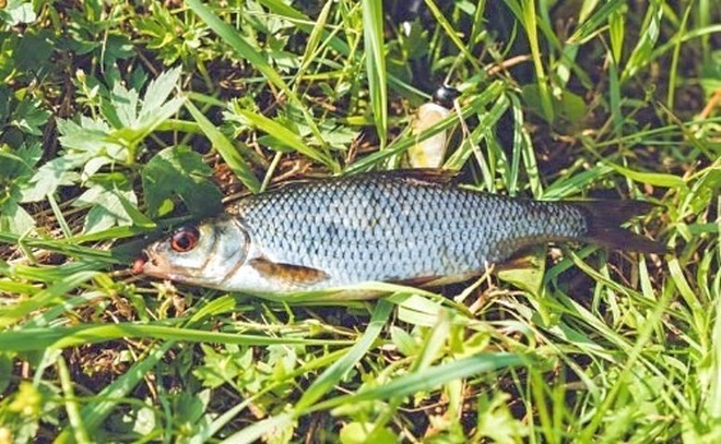 Мормышинг в красивом микроручье